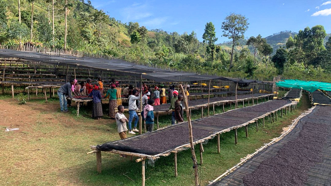 Ethiopia : Bekele Belachow