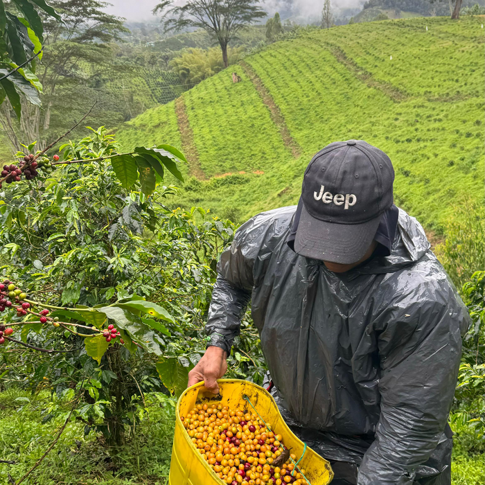 Colombia : Brayan Alvear, Apple