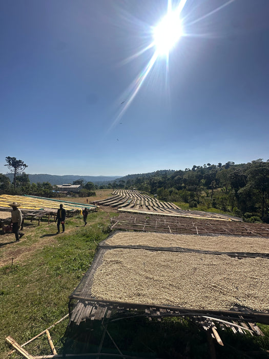 Ethiopia : Tagel Alemayehu