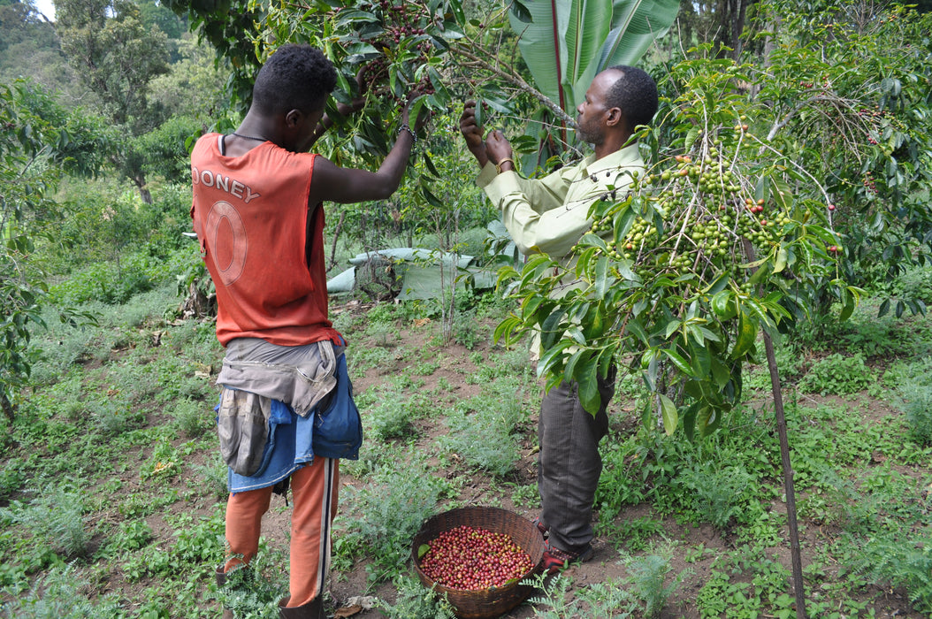 Ethiopia : Getachew Zeleke