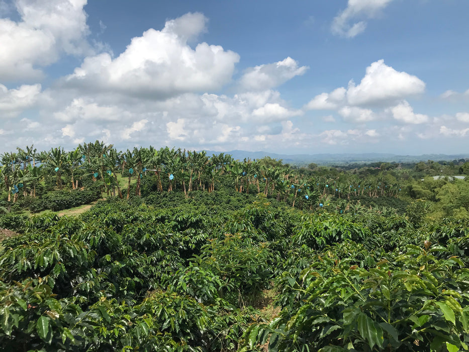 Colombia : Julio Madrid, Nitro Pink Bourbon