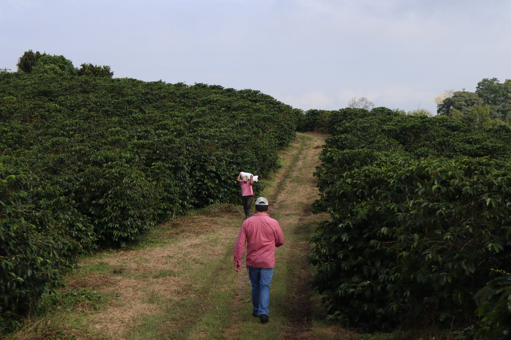 Colombia : Julio Madrid, Nitro Pink Bourbon