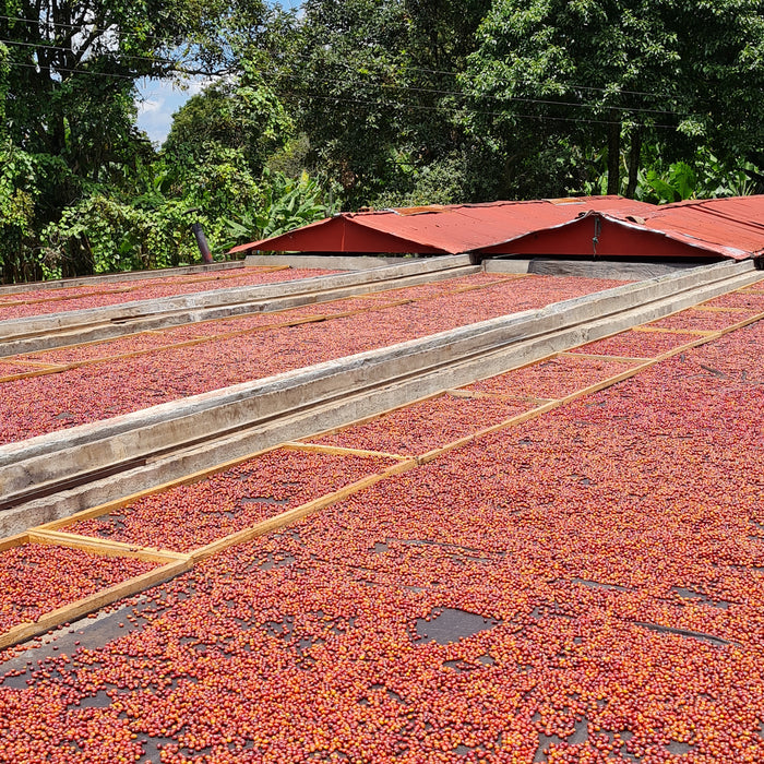 Colombia : José Giraldo, Panela Sticky