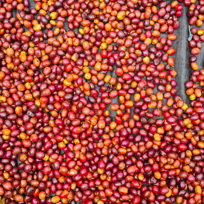 Colombia : José Giraldo, Panela Sticky