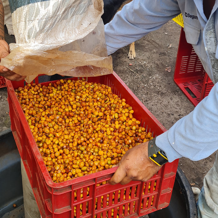 Colombia : José Giraldo, Panela Sticky